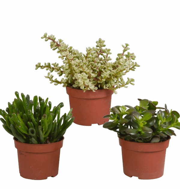 Crassula Mix 3er-Set (Ohne Topf) | Sukkulenten | +/- 15-20cm | ø 10,5cm Topf