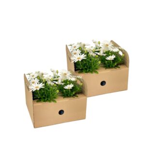 8x Osteospermum ecklonis Weiß Ø12 cm - ↕20 cm