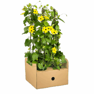 Thunbergia alata “Sunny Susy Yellow” (4 Stück) | Schwarzäugige Susanne | +/- 60cm | ø 13cm