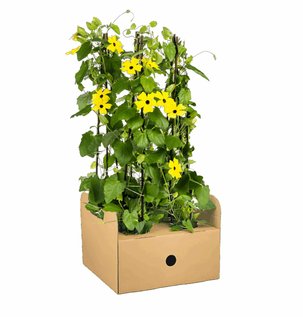 Thunbergia alata “Sunny Susy Yellow” (4 Stück) | Schwarzäugige Susanne | +/- 60cm | ø 13cm
