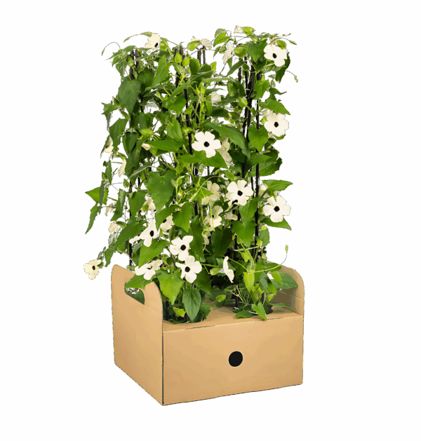 Thunbergia alata “Sunny Susy White” (4 Stück) | Schwarzäugige Susanne | +/- 60cm | ø 13cm