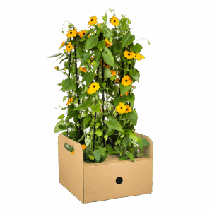 Thunbergia alata “Sunny Susy New Orange” (4 Stück) | Schwarzäugige Susanne | +/- 60cm | ø 13cm