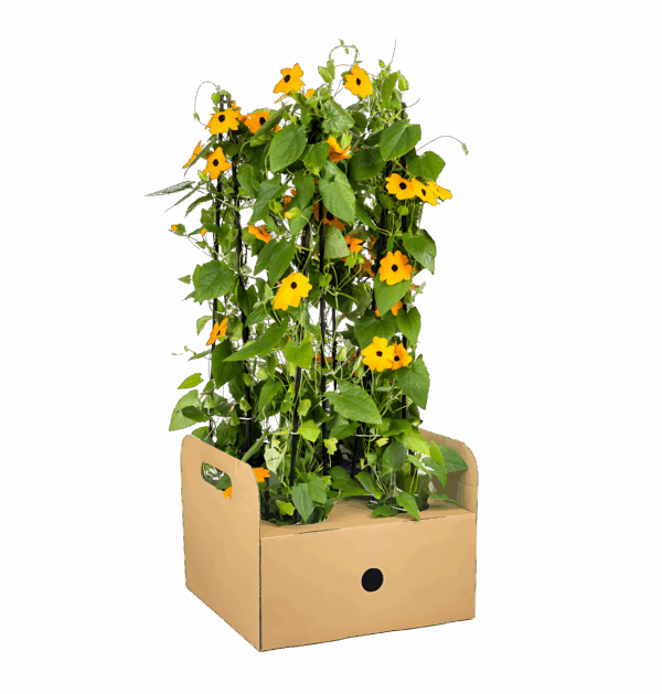 Thunbergia alata “Sunny Susy New Orange” (4 Stück) | Schwarzäugige Susanne | +/- 60cm | ø 13cm