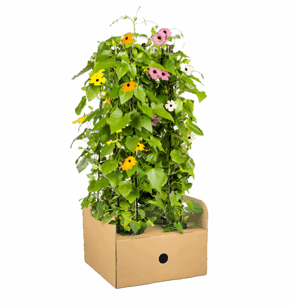 Thunbergia alata “Sunny Susy Mix” (4er-Mix) | Schwarzäugige Susanne | +/- 60cm | ø 13cm