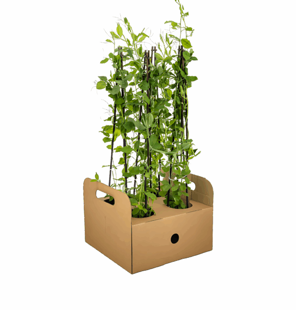 Lathyrus odoratus (4 Stück) | Duftwicke | +/- 60cm | ø 13cm