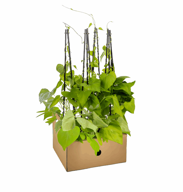 Ipomoea tricolor “Heavenly Blue” (4 Stück) | Prunkwinde | +/- 60cm | ø 13cm