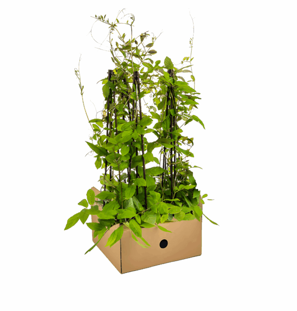 Cobea scandens “Violet Blue” (4 Stück) | Glockenrebe | +/- 60cm | ø 13cm