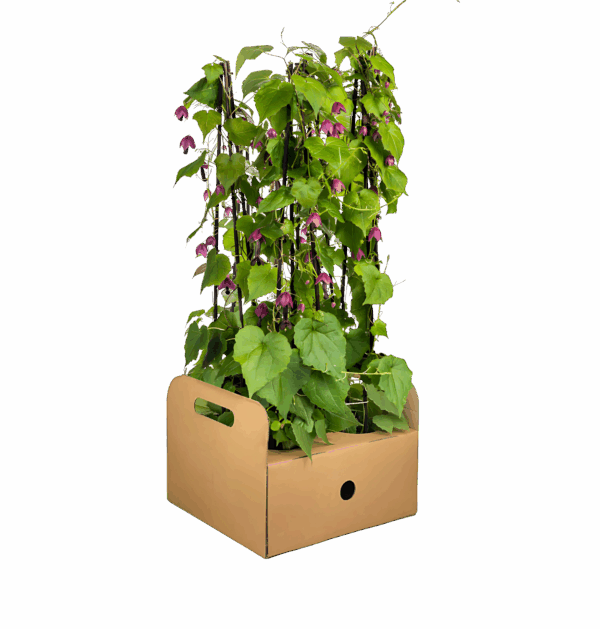 Rhodochiton atrosanguineum “Purple Bells” (4 Stück) | Purpurglöckchen | +/- 60cm | ø 13cm