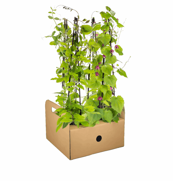 4er-Set | Lathyrus odoratus | Ipomoea tricolor | Cobea scandens | Rhodochiton atrosanguineum | +/- 60cm | ø 13cm