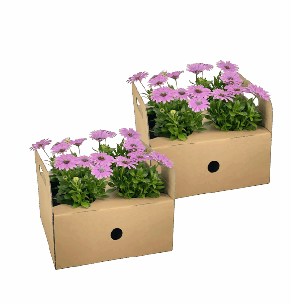 Osteospermum ecklonis “Pink” (8 Stück) | Kapmargerite | +/- 20cm | ø 12cm