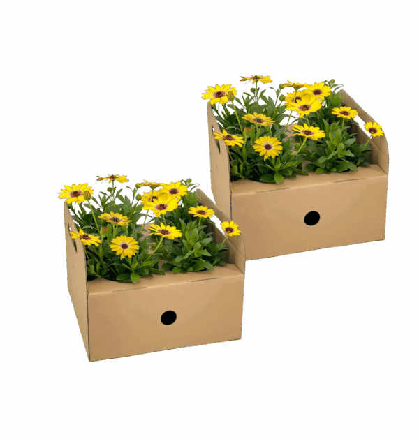 Osteospermum ecklonis “Gelb” (8 Stück) | Kapmargerite | +/- 20cm | ø 12cm