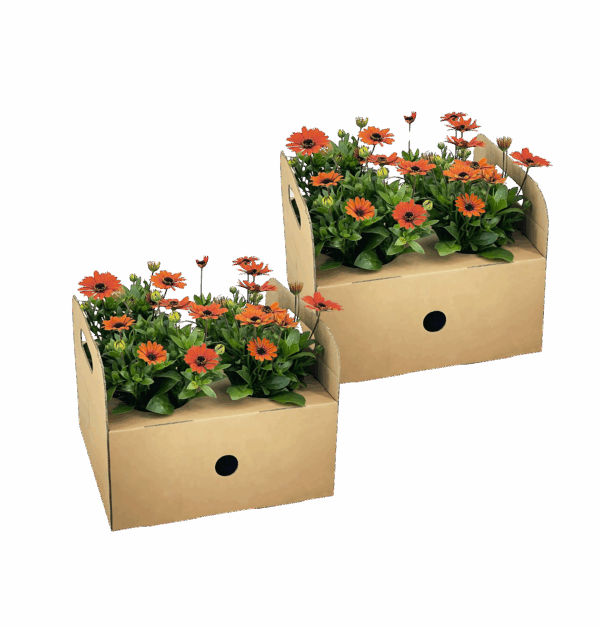 Osteospermum ecklonis “Orange” (8 Stück) | Kapmargerite | +/- 20cm | ø 12cm
