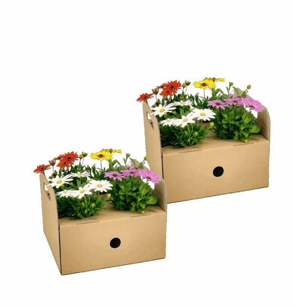 Osteospermum ecklonis “Mix” (8 Stück) | Kapmargerite | +/- 20cm | ø 12cm