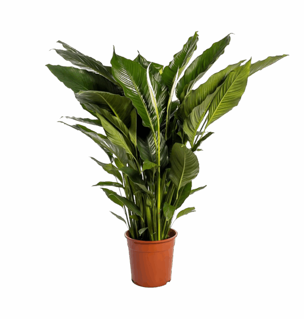 Spathiphyllum “Sweet Sebastiano” | Einblatt | +/- 110cm | ø 24cm Topf