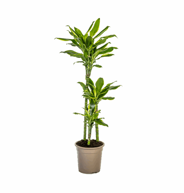 Dracaena Fragrans “Golden Coast” | Drachenbaum | +/- 100cm | ø 21cm Topf