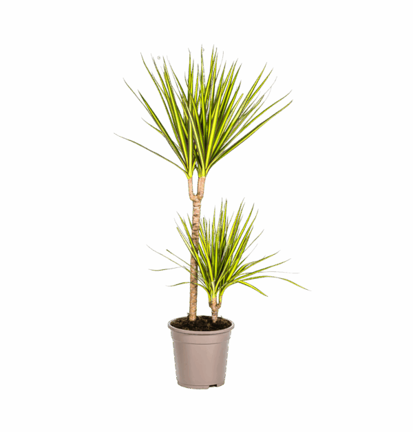 Dracaena Marginata “Sunray” | Drachenbaum | +/- 80-100cm | ø 19cm Topf