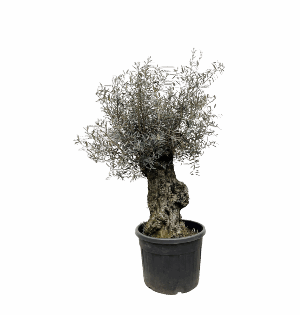 Olea Europaea “Bonsai” | Olivenbaum Bonsai | +/- 250cm | ø 65cm Topf