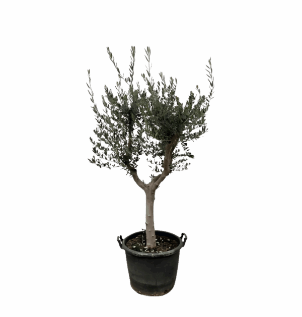 Olea Europaea “Cultivo” | Olivenbaum | +/- 200cm | ø 45cm Topf