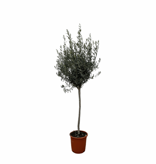 Olea Europaea “Op Stam” | Olivenbaum am Stamm | +/- 160cm | ø 24cm Topf