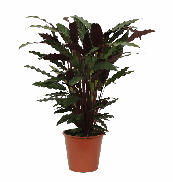 Calathea “Wavestar” | Korbmarante | +/- 80cm | ø 19cm Topf