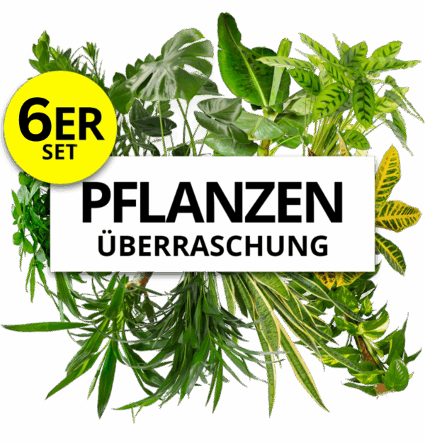 6er-Set | Pflanzenüberraschung | +/- 40-55cm | ø 12-15cm Topf