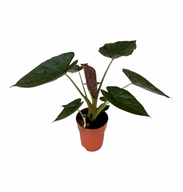 Alocasia “Wentii” | Elefantenohr | +/- 85cm | ø 19cm Topf