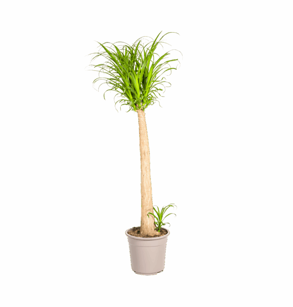Beaucarnea Recurvata “Stamm” | Elefantenfuß | +/- 120cm | ø 27cm Topf