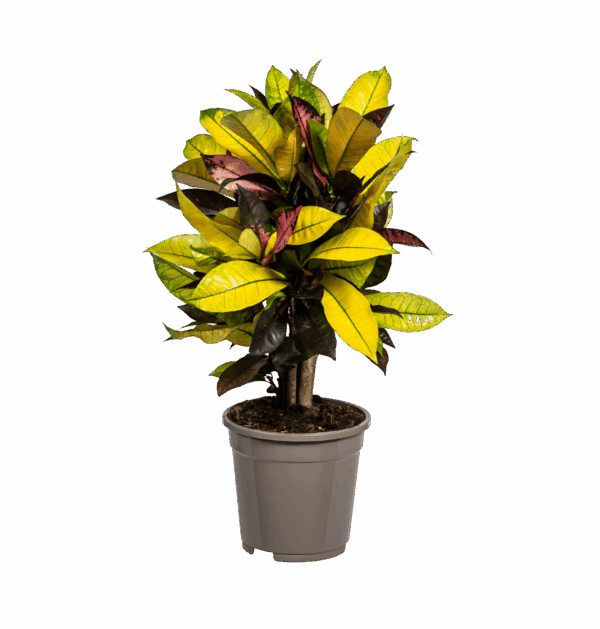 Codiaeum Croton “Iceton” | Wunderstrauch | +/- 50cm | ø 17cm Topf