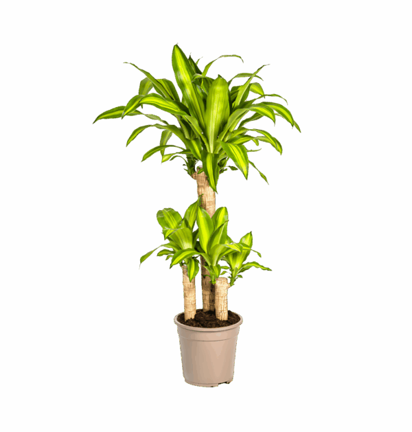 Dracaena Fragrans “Massangeana” | Drachenbaum | +/- 100cm | ø 21cm Topf