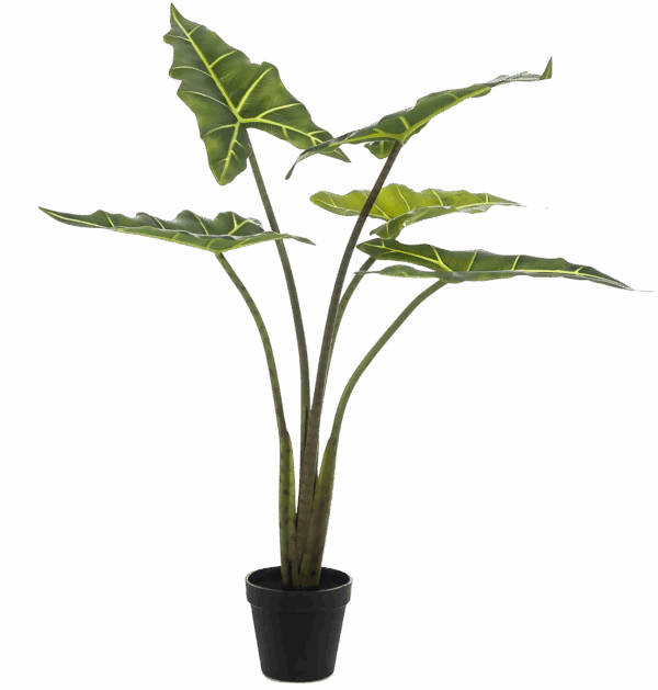 Künstliche Alocasia “Frydek” | Elefantenohr | +/- 80cm | ø 12cm Topf