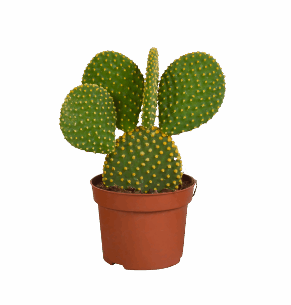 Opuntia Microdasys (Ohne Topf) | Engelsohr Kaktus | +/- 15-30cm | ø 12cm Topf