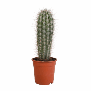 Pachycereus Pringlei (Ohne Topf) | Riesenkaktus | +/- 40-50cm | ø 17cm Topf