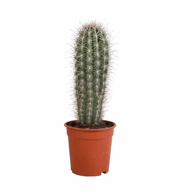 Pachycereus Pringlei (Ohne Topf) | Riesenkaktus | +/- 40-50cm | ø 17cm Topf