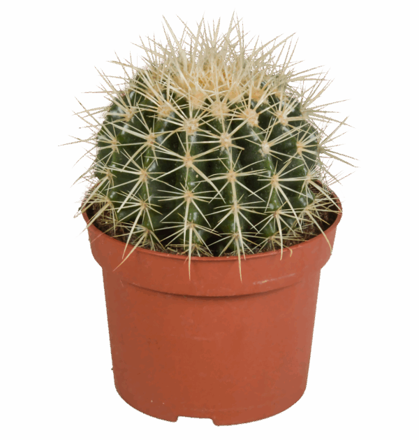 Echinocactus Grusonii | Goldkugelkaktus | +/- 20-30cm | ø 12cm Topf