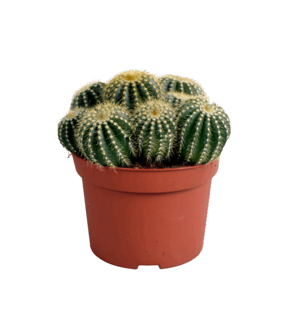 Eriocactus Warasii | Brasilianischer Kugelkaktus | +/- 15cm | ø 12cm Topf