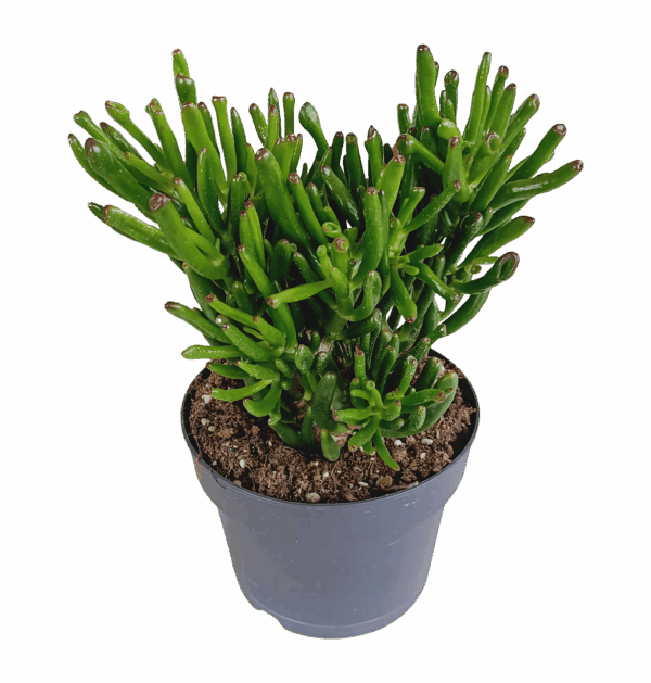 Crassula “Gollum” | Jadebaum | +/- 30-40cm | ø 17cm Topf