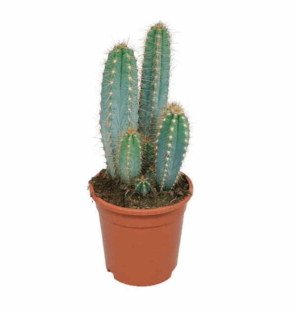 Pilosocereus azureus (Ohne Topf) | Azurblauer Säulenkaktus | +/- 30-40cm | ø 17cm Topf