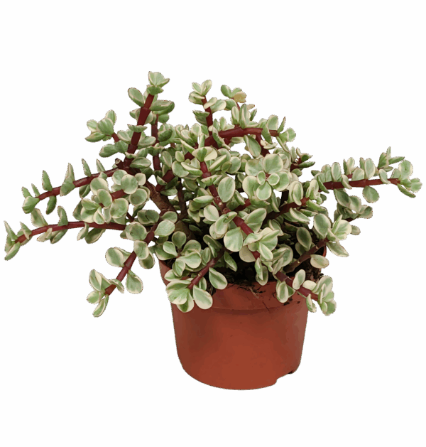 Portulacaria afra Variegata (Ohne Topf) | Elefantenstrauch | +/- 18-25cm | ø 10,5cm Topf