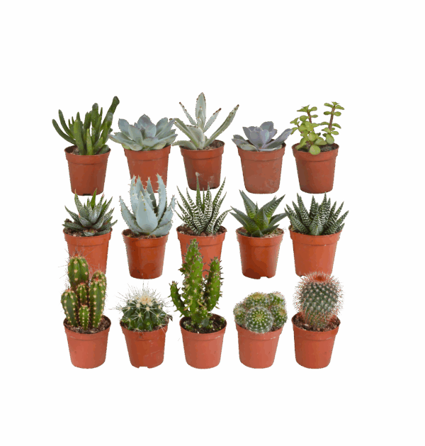 Sukkulenten 15er-Set (Ohne Topf) | Sukkulenten Mix | +/- 8-13cm | ø 5,5cm Topf