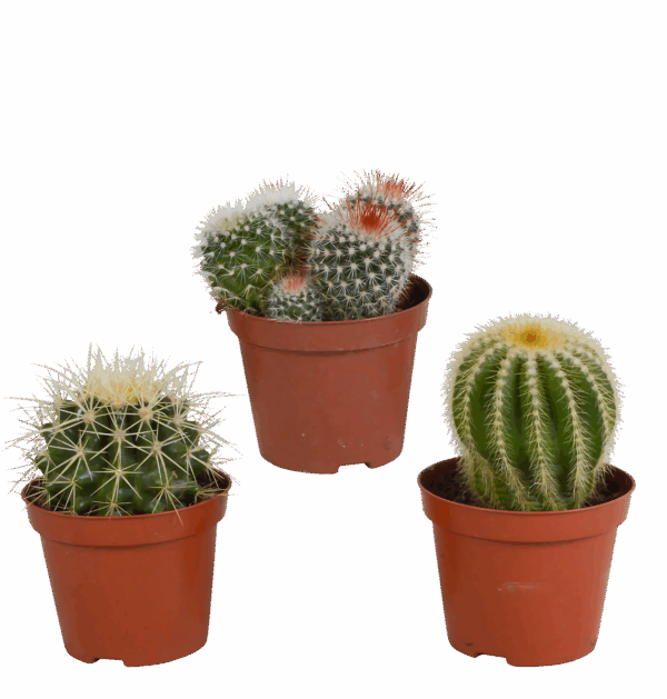 Bolcactus 3er-Set (Ohne Topf) | Kugelkaktus Mix | +/- 12-20cm | ø 8,5cm Topf