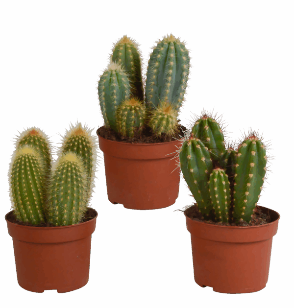 Cereus 3er-Set (Ohne Topf) | Säulenkaktus Mix | +/- 15-25cm | ø 10,5cm Topf