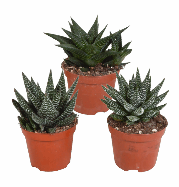 Gasteria & Haworthia Mix 3er-Set | Sukkulenten Mix | +/- 13-18cm | ø 8,5cm