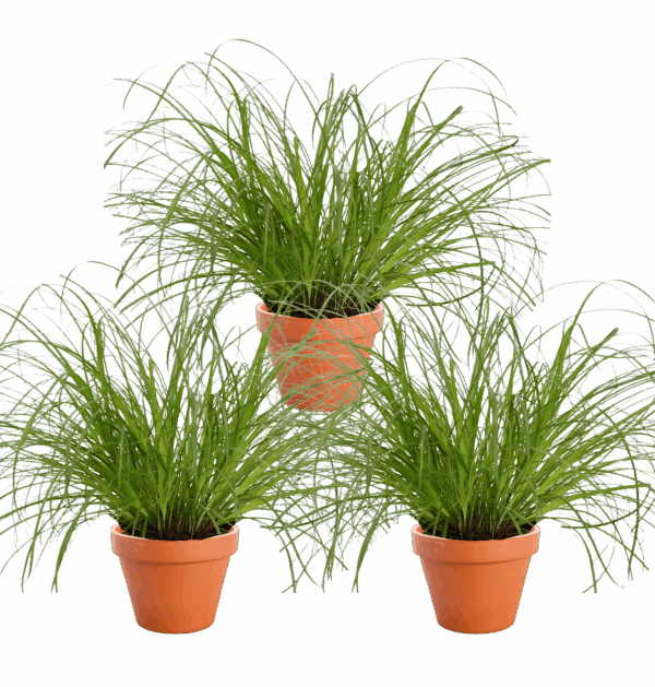 3er-Set | Katzengras | +/- 20-30cm | ø 12-15cm Topf