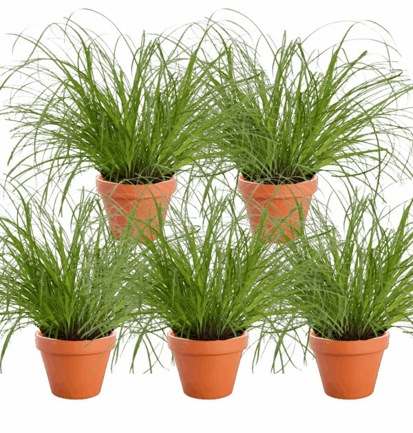 5er-Set | Katzengras | +/- 20-30cm | ø 12-15cm Topf