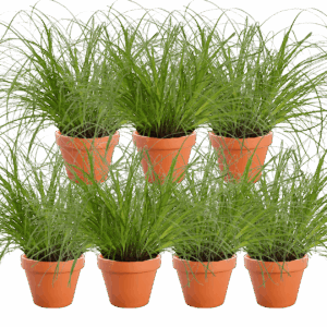 7er-Set | Katzengras | +/- 20-30cm | ø 12-15cm Topf
