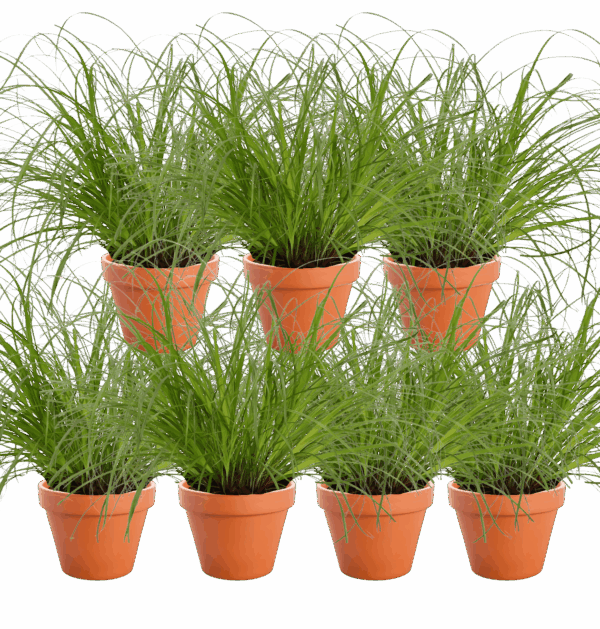 7er-Set | Katzengras | +/- 20-30cm | ø 12-15cm Topf