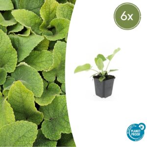 Phlomis russeliana (6 Stück) | Brandkraut | +/- 10-25cm | ø 9cm