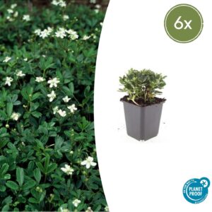 Potentilla tridentata “Nuuk” (6 Stück) | Dreizähnige Fingerkraut | +/- 10–25cm | ø 9cm