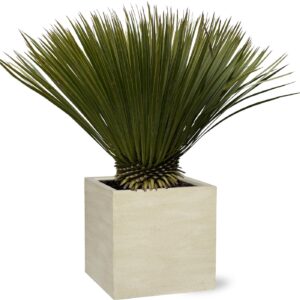 Yucca Rostrata - 80cm- Ø27