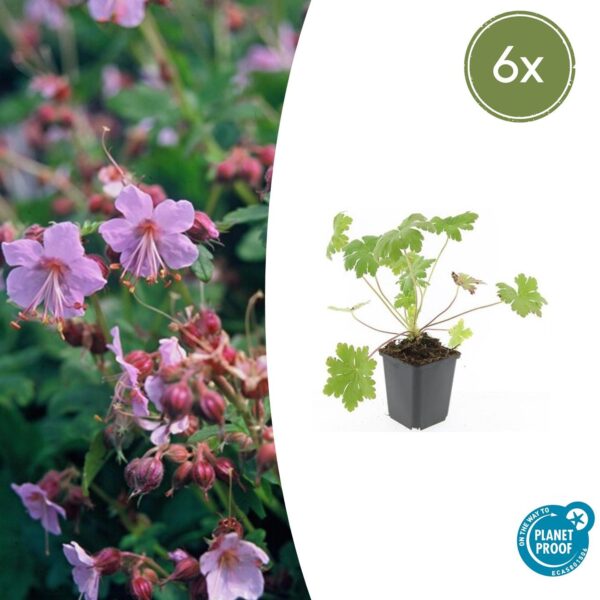 6x Geranium macr. 'Ingwersen's Var.' - ↕10-25cm - Ø9cm